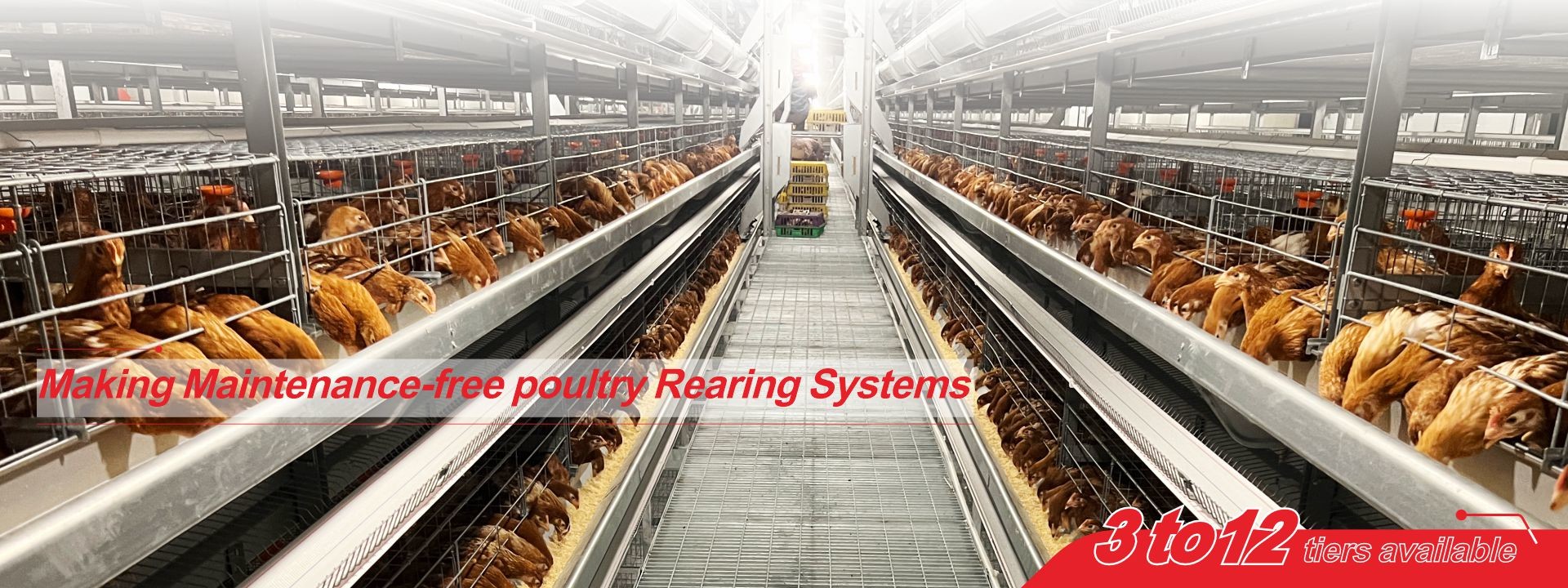 गुणवत्ता पोल्ट्री बैटरी केज सिस्टम फैक्टरी