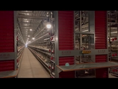 पूरी तरह से स्वचालित एच प्रकार परत चिकन पिंजरे प्रणाली संक्षारण प्रतिरोधी