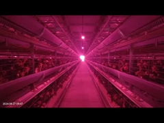 1800×600×450 मिमी एच प्रकार पोल्ट्री बैटरी पिंजरे प्रणाली कम अंडे टूटने की दर के लिए परत खेती