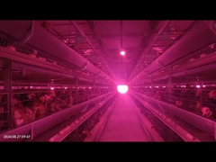 कम खराबी दर पोल्ट्री फ़ीडिंग सिस्टम सटीक नियंत्रण के लिए पुलेट चिकन फार्मिंग