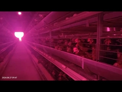 बड़ी जगह स्वचालित पोल्ट्री खाद हटाने प्रणाली प्रजनन चिकन बैटरी पिंजरे के लिए