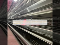 लेयर चिकन पिंजरे प्रणाली के लिए आरामदायक वातावरण कम मृत्यु दर