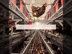 पर्याप्त मूवमेंट प्लेटफॉर्म के साथ मल्टी-लेयर पिंजरा मुक्त सिस्टम