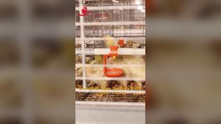 700 मिमी टियर ऊंचाई